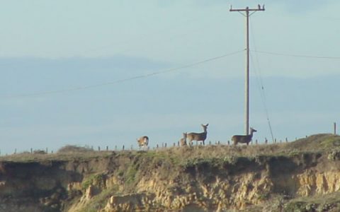 deer on cliff