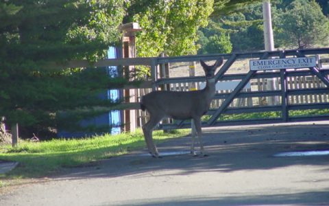 Deer on property